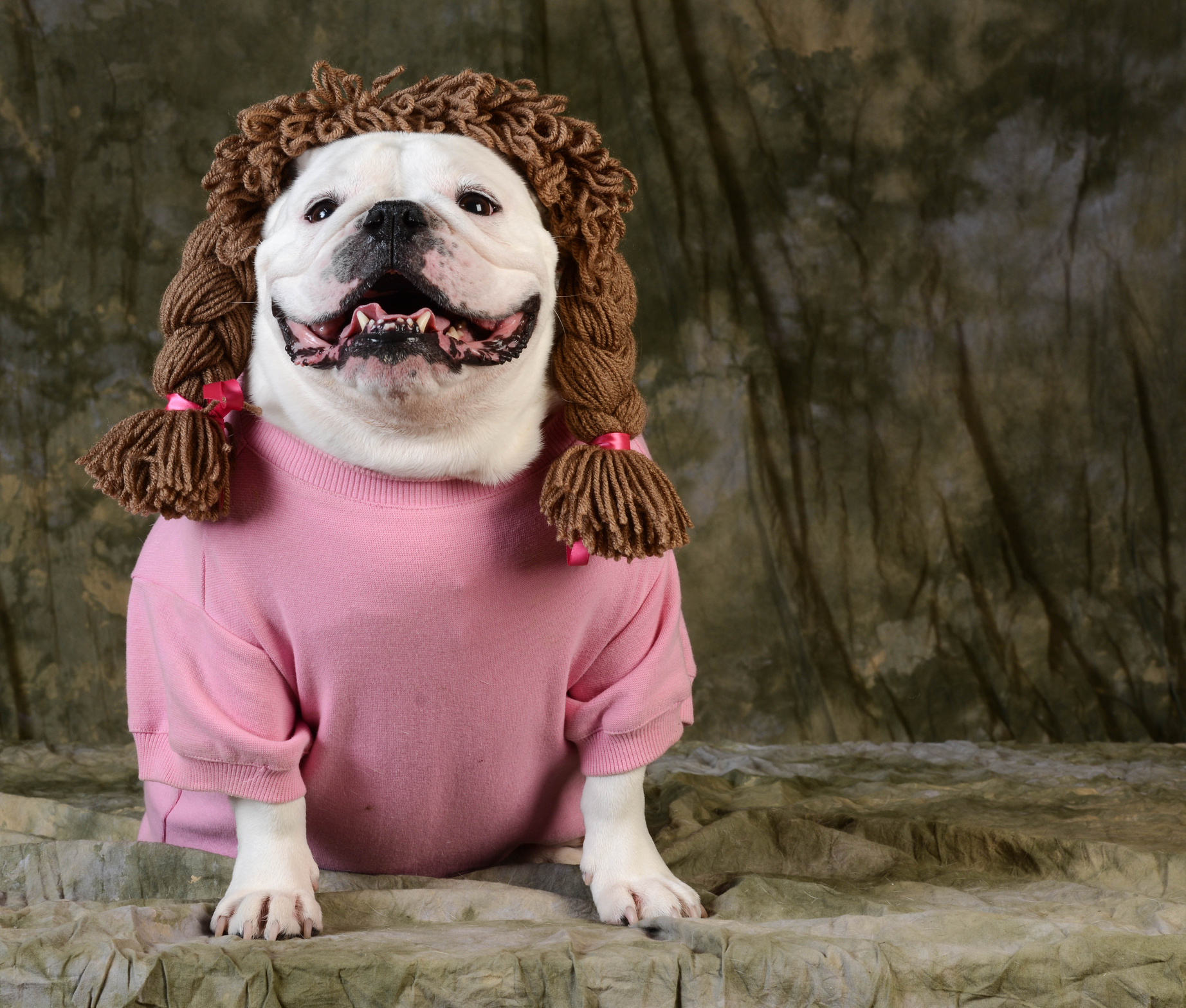 Funny Dog